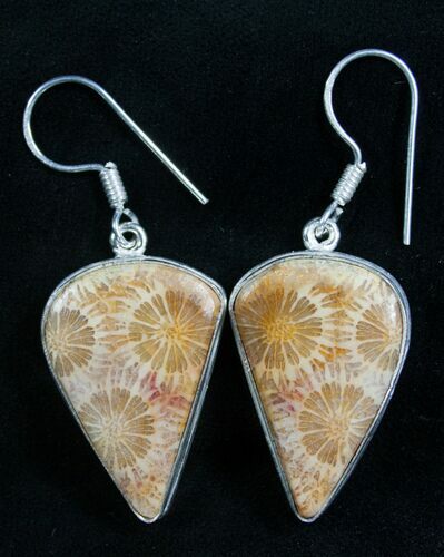 Beautiful Fossil Coral Sunburst Earrings #7911